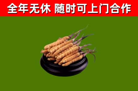 邗江回收冬虫夏草